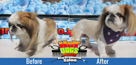 Mobile dog grooming salon Glenferness