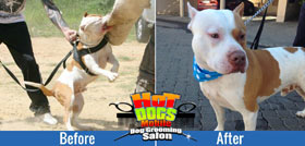 Dog grooming at your home in Johannesburg