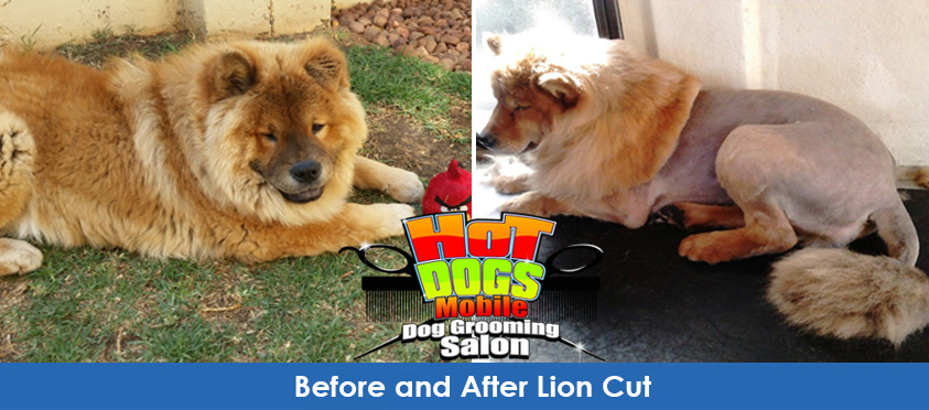 De-Shedding Treatments: The Key to a Fur-Free Home