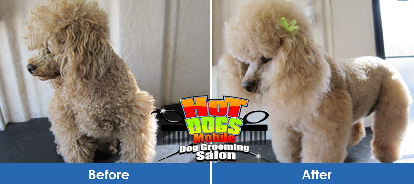 French Poodle Grooming in Centurion 