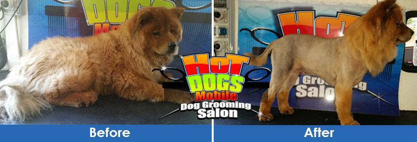 Dog Deshedding Services Centurion 