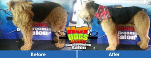 Mobile Dog Salon in Hurlyvale & Highway Gardens