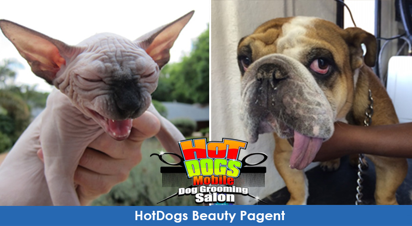 cat grooming in Johannesburg