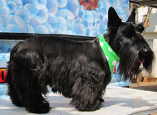 Dematting vs. Clipping: Protecting Your Dog’s Skin the Right Way