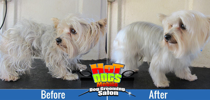 Mobile Cat Groomers in Midstream Estate – HotDogs Grooming