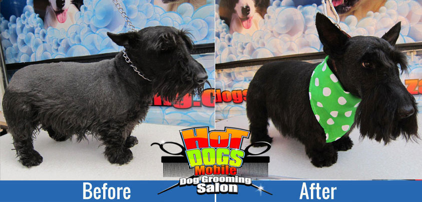 Best dog groomers in Midstream Estate