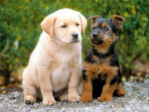 Mobile Doggy Salon in Ferndale & Olivedale