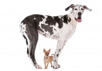 How often should my dog be groomed?