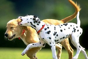 Mobile Dog parlour in Northcliff and Ferndale