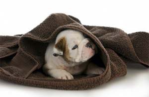 Mobile Dog Grooming in Northcliff & Kyalami