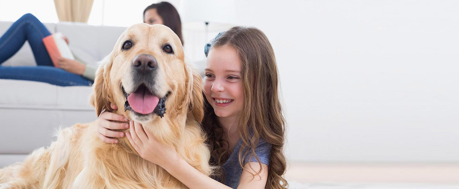 Golden Retriever Grooming in Centurion 