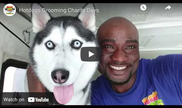 Dealing with Matted Dog Fur