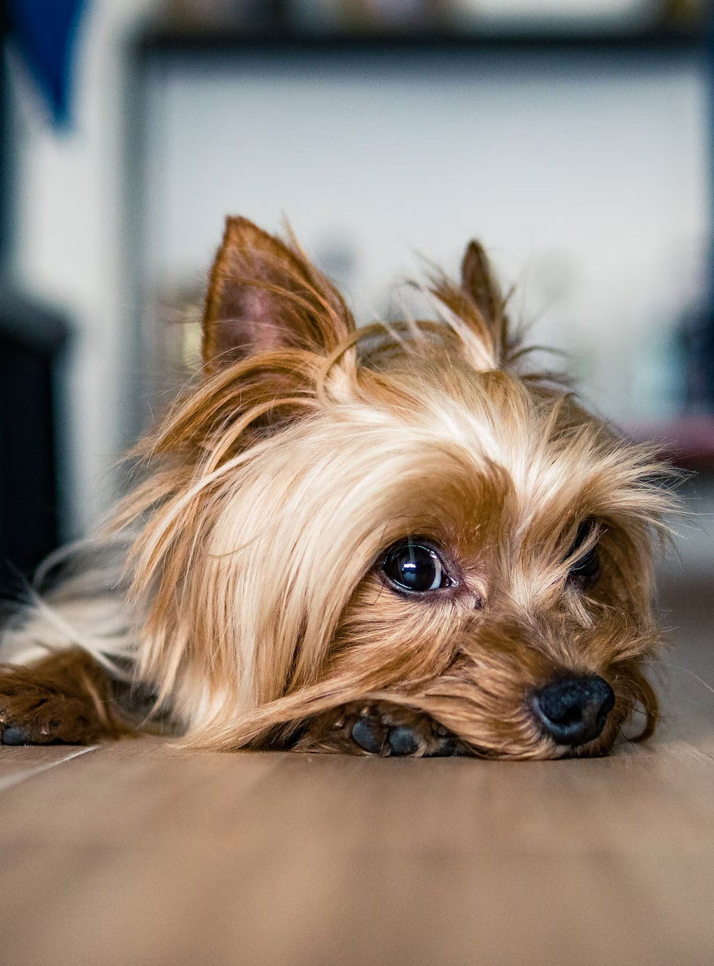What should a Yorkie's diet consist of?