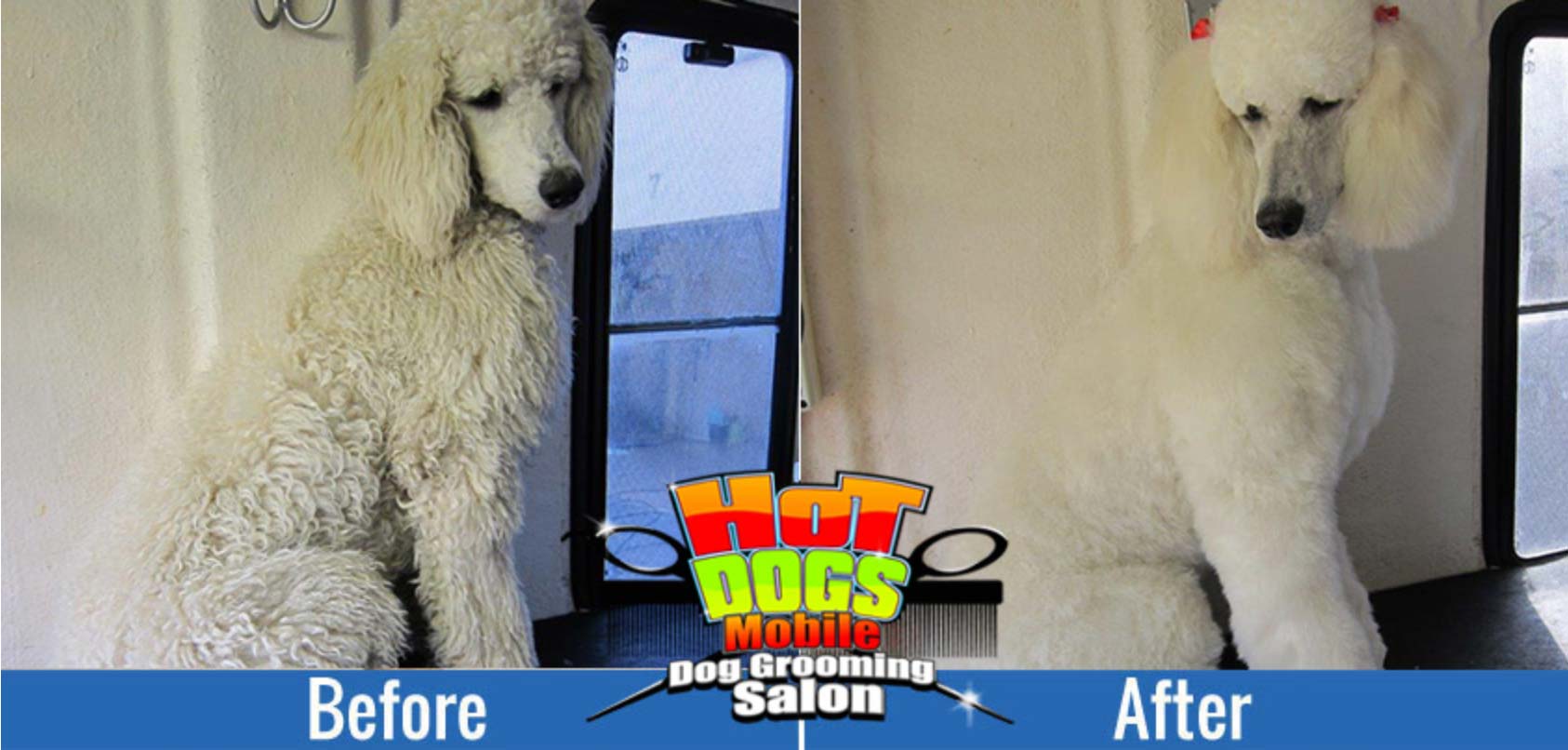 Maltese Groomers in Centurion