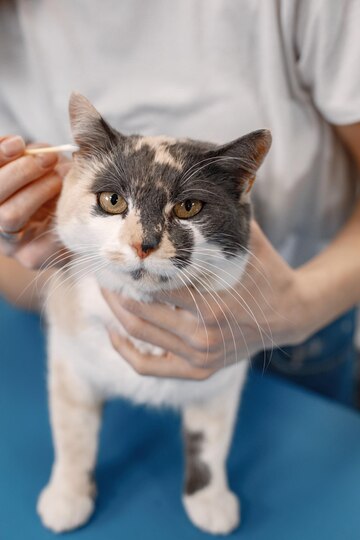 Mobile Cat Groomers in Midstream Estate
