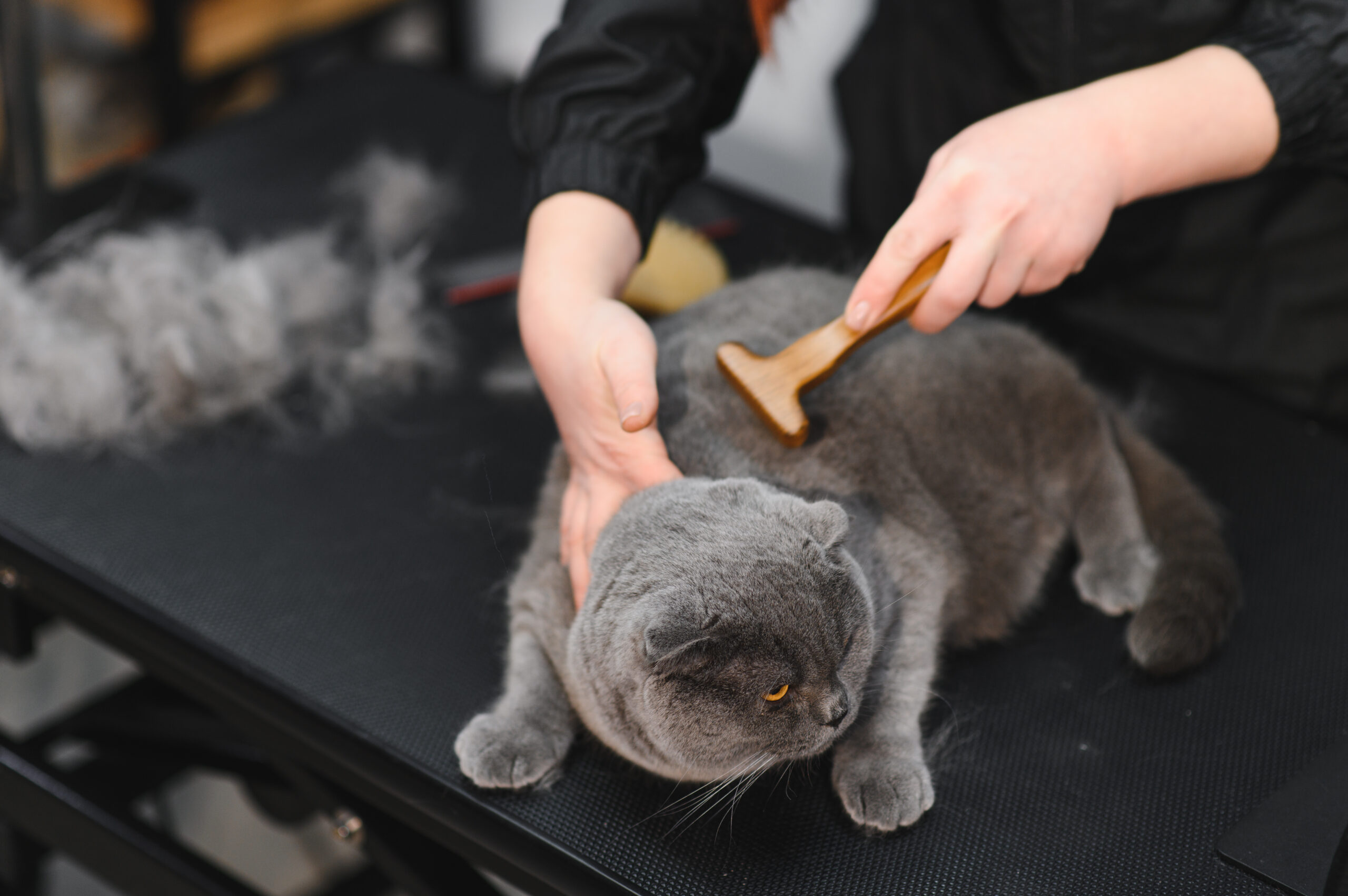 Mobile Cat Groomers in Midstream Estate
