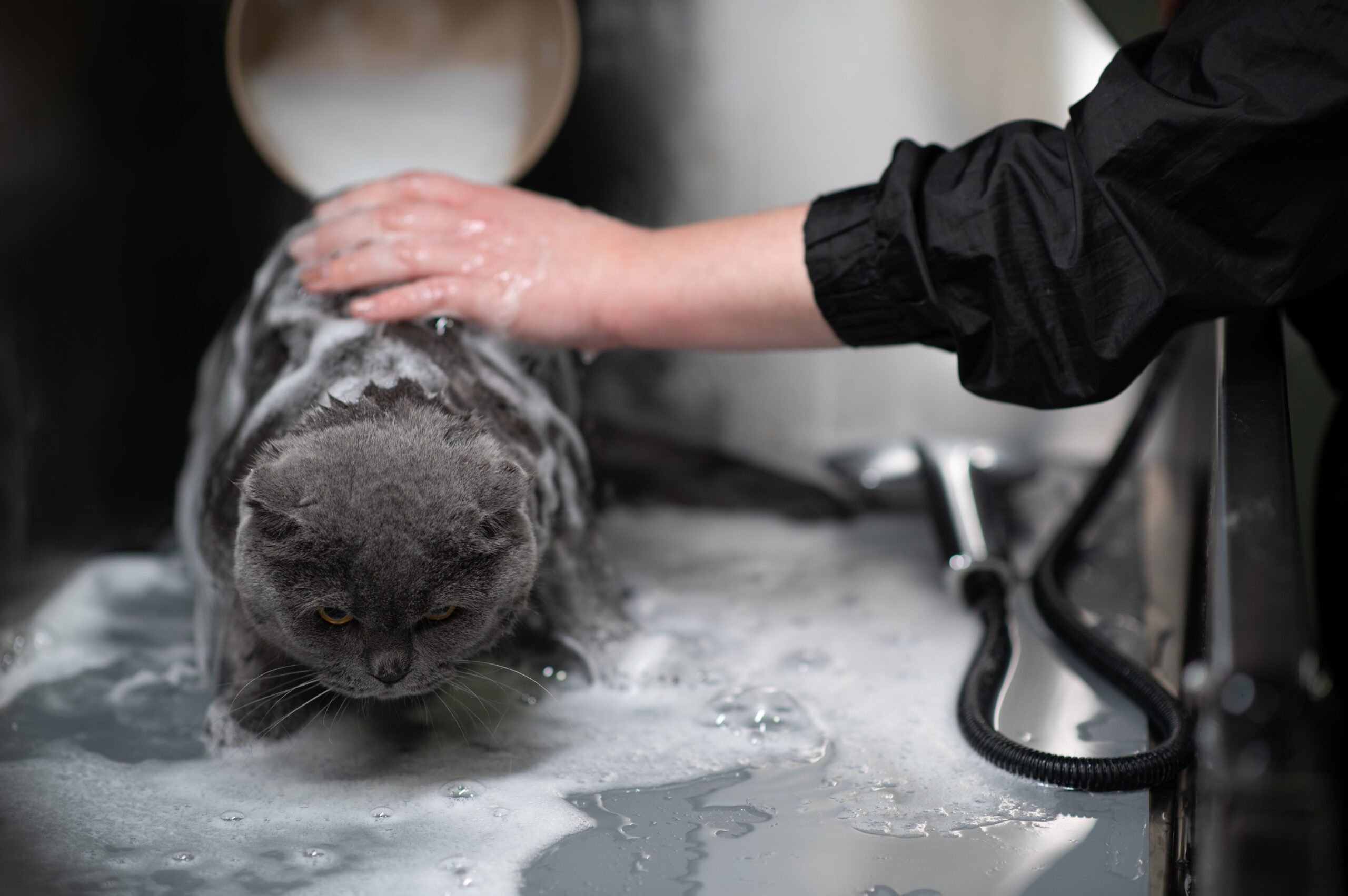 Mobile Cat Groomers in Midstream Estate