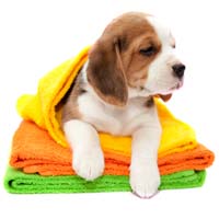 What are the benefits of mobile dog grooming?